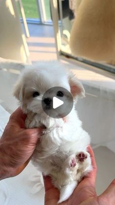 a small white dog being held by someone's hand with an object in it's mouth