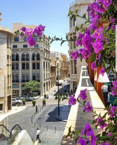 purple flowers are growing on the side of buildings