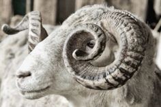 a ram with large horns standing in front of a fence