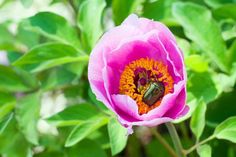 a pink flower with yellow stamen in the center and green leaves around it on a sunny day