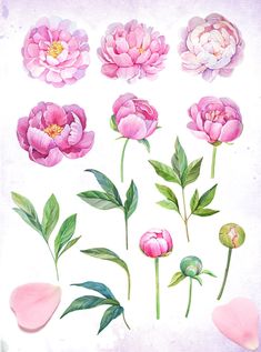 Watercolor peonies Invitation Website, Peonies Watercolor, Peony Drawing, Peony Illustration, Invitation Poster, Bright Watercolor, Flower Drawing Tutorials, Peony Painting