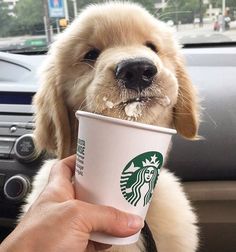 a dog is holding a starbucks cup in its mouth while sitting in the driver's seat of a car