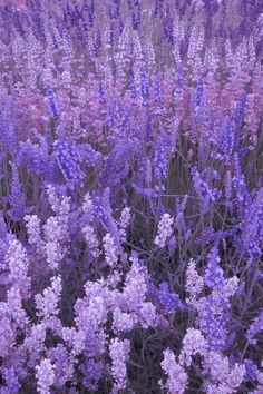 purple flowers are blooming in the field