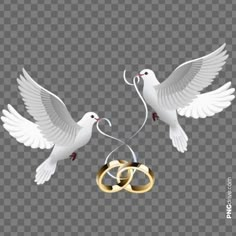 two white doves with wedding rings in their beaks, on a transparent background