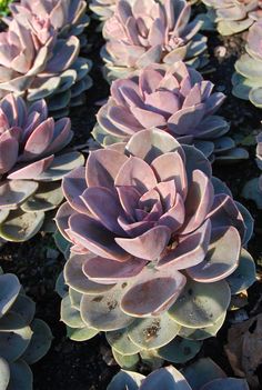 many pink and green plants with leaves on them