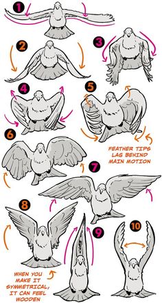 how to draw an owl with different wings