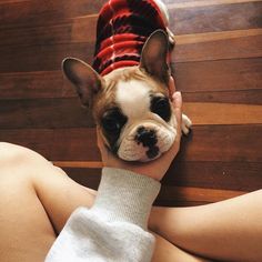 a small brown and white dog laying on top of a person's leg wearing a sweater