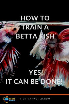 two siamese fish with the words how to train a betta fish yes it can be done