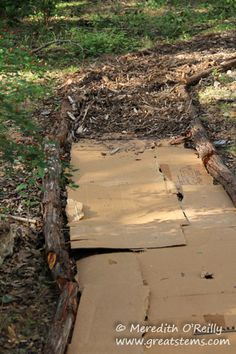 a wooden walkway in the middle of a forest with fallen trees and grass around it