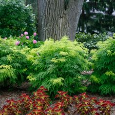 the plants are blooming very nicely in the garden