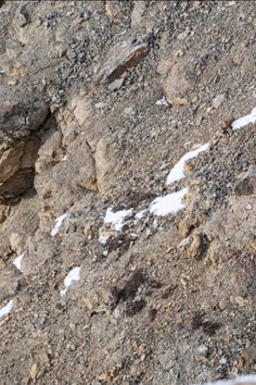 a bird sitting on the side of a rocky hill covered in snow and dirt,