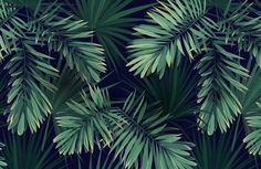 green palm leaves on a dark blue background