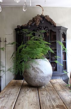 a large potted plant sitting on top of a wooden table