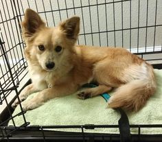 a dog laying on top of a towel in a cage