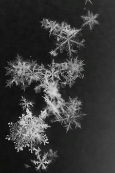 snow flakes are shown in black and white