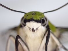 a close up view of a green and white insect