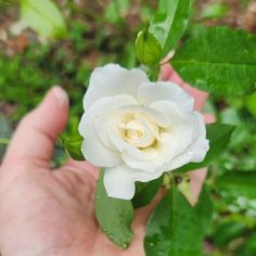 a person holding a white flower in their hand