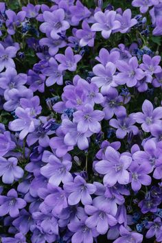 purple flowers are blooming in the garden