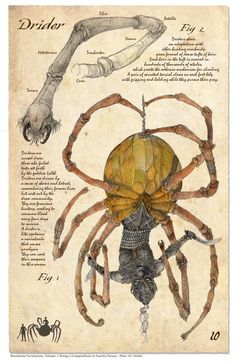 a drawing of a spider with different parts attached to it