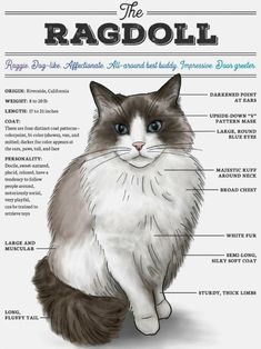 the anatomy of a cat's face and body, with labeled parts on it