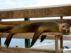 two sea lions resting on a wooden bench near the water with a sign that reads d e contemplgoss