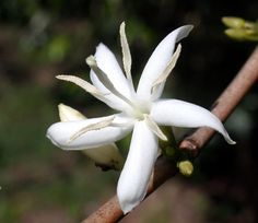 a white flower is blooming on a tree branch