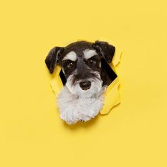 a black and white dog looking through a hole in a yellow paper with his head sticking out