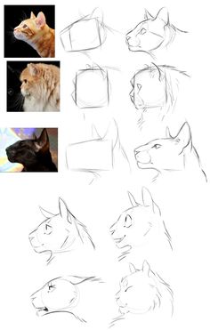 an image of how to draw cats and dogs