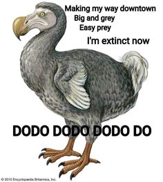 an image of a dodo bird saying making my way down and grey easy prey i'm extinct now