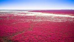 an aerial view of a field covered in pink flowers