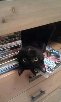 a black cat peeking out from under a dresser with magazines on it's bottom shelf