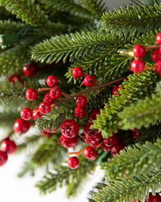 red berries and green needles on a pine tree