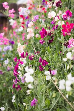 many different colored flowers in a garden