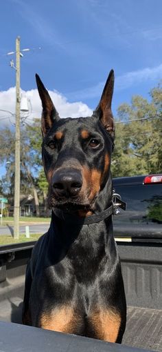 a black and brown dog sitting in the back of a truck