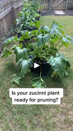 there are many plants in the yard with words above them that read is your zucchini plant ready for pruning?