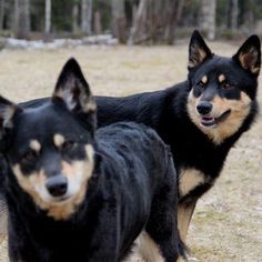 two black and brown dogs standing next to each other on a field with trees in the background