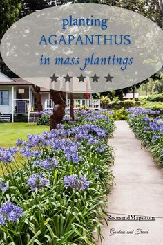 blue flowers in front of a house with the words planting aganthus in mass plants