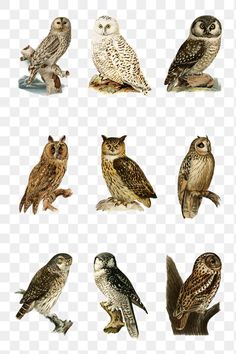 several different types of owls sitting on top of each other