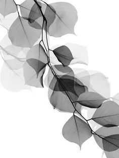 black and white photograph of leaves on tree branch