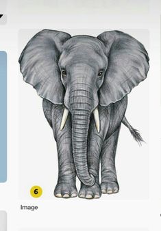 an elephant with tusks is shown in this drawing