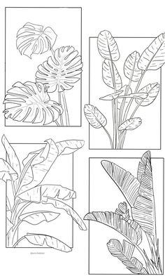 four different types of tropical plants in black and white