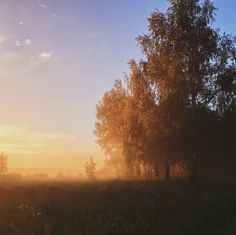 the sun is setting behind some trees on a foggy day in an open field