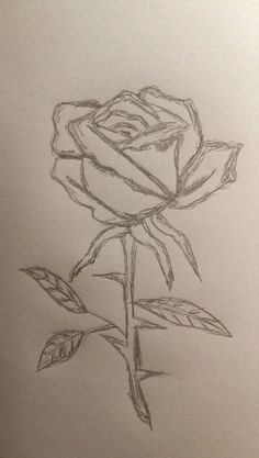 a pencil drawing of a rose on paper