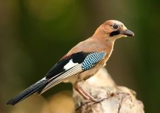 a bird sitting on top of a tree stump