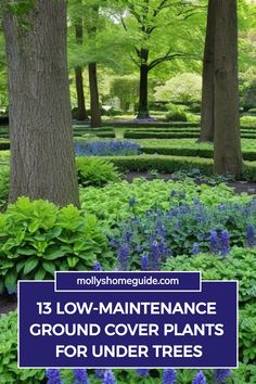 blue flowers and trees with the words 13 low maintenance ground cover plants for under trees