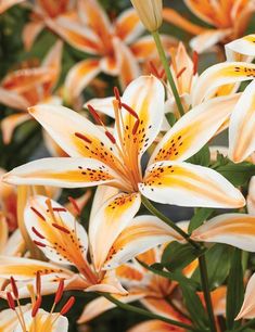 some white and yellow flowers with green leaves