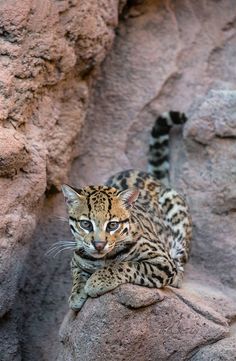 a small cat sitting on top of a rock next to a large stone wall and looking at the camera