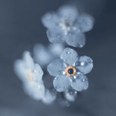 some water droplets are on top of the flower petals in this close - up photo