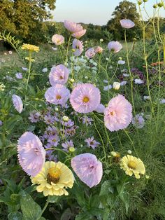 pink and yellow flowers are in the grass