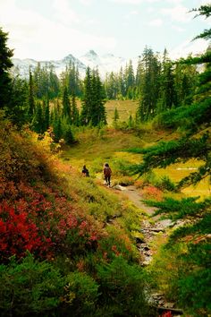 two people walking down a trail in the woods with mountains in the background and trees on either side